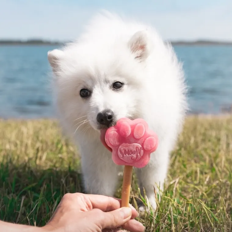 ☀️Sommerklar|Hundefødselsdag^Smoofl Hundeis Poteform