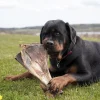Single Protein & Foder & Godbidder^Snack'it Kalveskulderblad | 650g