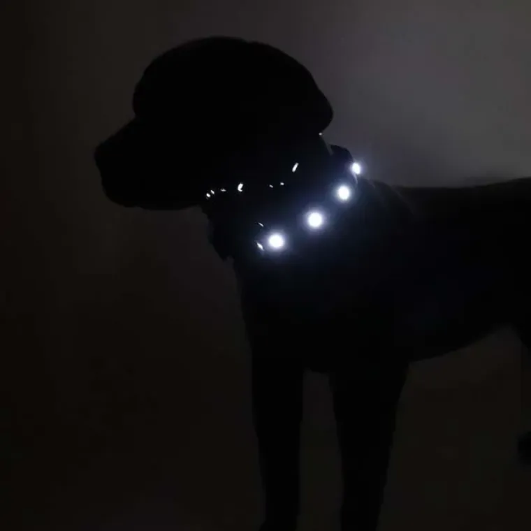 Hundehalsbånd|Løbeturen^Cotonshoppen SOLID LED-halsbånd OUTLET