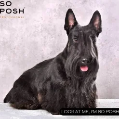 Hundeshampoo Og Hundebalsam^So Posh Professional I'm So Harsh Shampoo | 250 ml