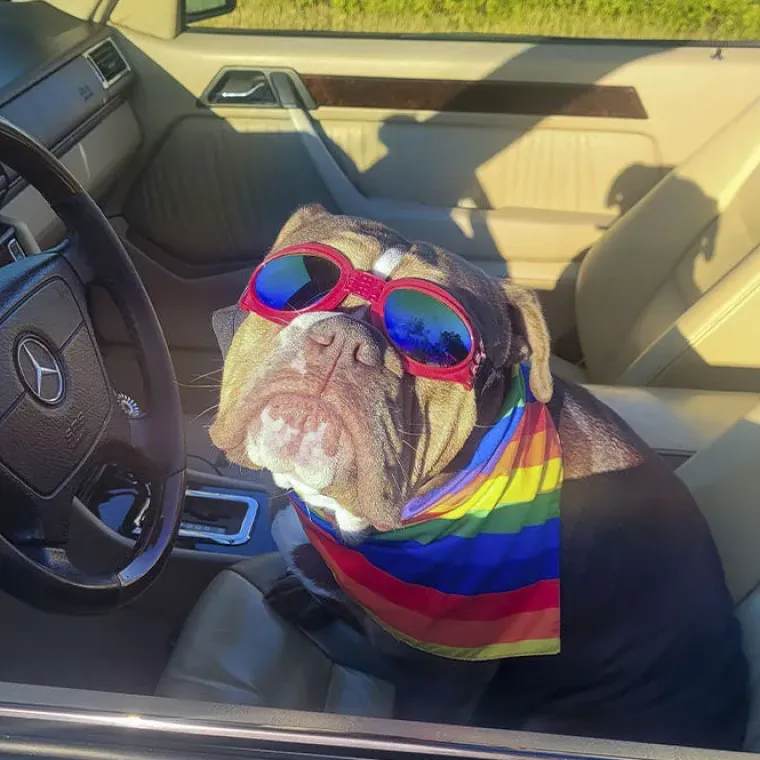 ☀️Sommerklar|Hundeferien^Ollipet SportyDog hundesolbriller