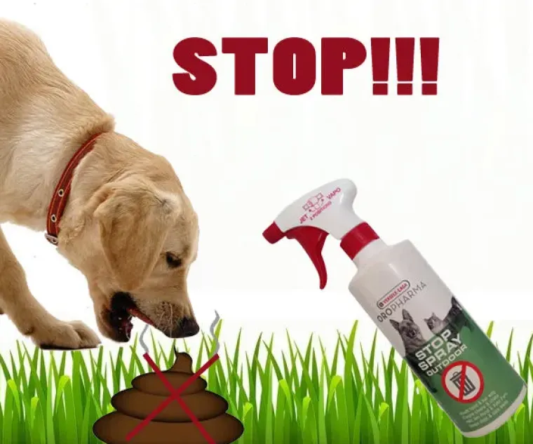Renlighedstræning Af Hvalpe|Uønsket Adfærd^Versele-Laga STOP Spray outdoor