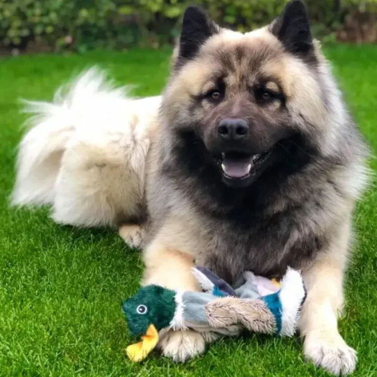 Plyslegetøj Til Hunde|Naturtro Hundebamser^Pawise Stuffless Feather Pals And | U. fyld