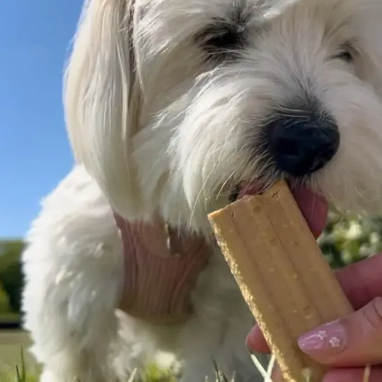 ☀️Sommerklar|Hundeferien^Treateaters Ice Cream | Hundeis