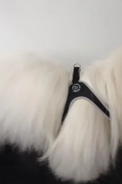 Hundeseler|Halsbånd, Liner Og Seler^Tre Ponti | Classic Sele