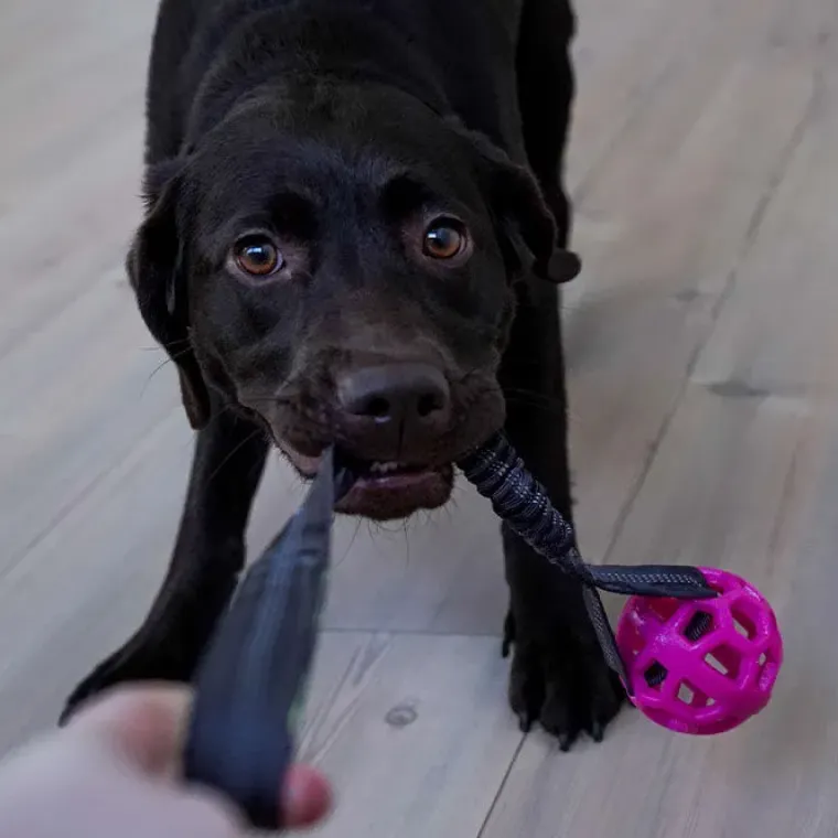 Belønningslegetøj|Hundetræning Og Klikker^Trixie Bungee Tugger med bold