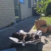 ☀️Sommerklar|Hundeferien^Trixie Campingseng til hunde