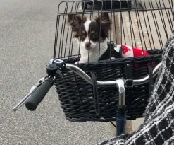 Hundeferien|Cykelkurv Til Hund^Trixie cykelkurv sortbejset flet med gitter
