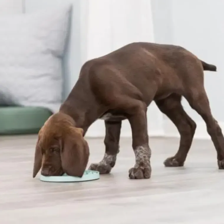 Snusemåtter/Slikkeplader^Trixie Junior Slikkeplade | Flere størrelser