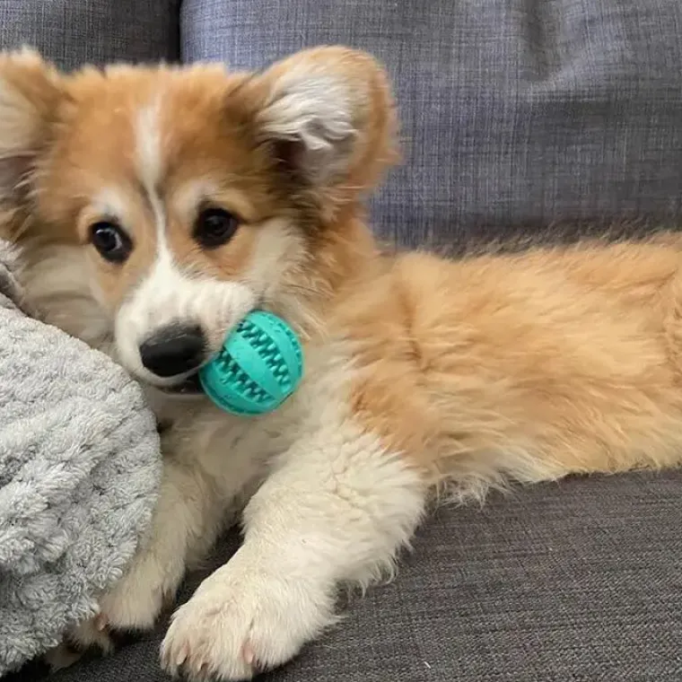 Aktivitetslegetøj Til Hunde|Bolde^Trixie Mintfresh dental bold