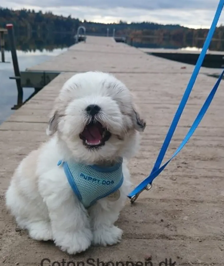 Hundeseler|Hvalpesele Og Hvalpeliner^Trixie Puppy Dog hvalpesele og line