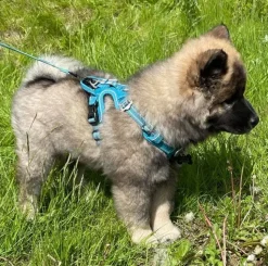 Hundeseler|Hvalpesele Og Hvalpeliner^TrueLove Explosion Proof | LUKSUS Hundesele