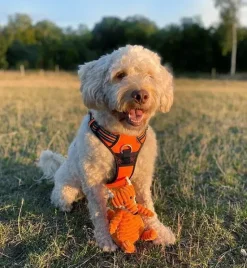 Hundeseler|Hvalpesele Og Hvalpeliner^TrueLove Explosion Proof | LUKSUS Hundesele