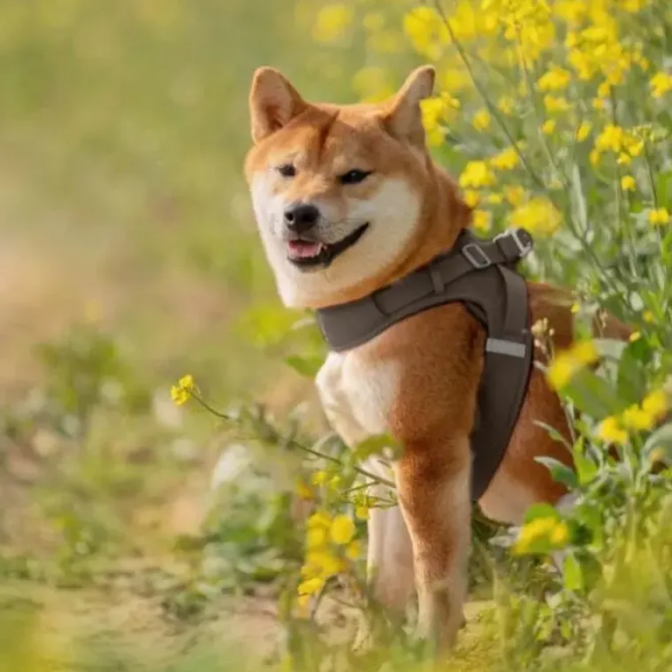 Hundeseler|Hundeferien^TrueLove Letvægt Step in sele | Mokka