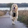 Hundeseler^TrueLove Outdoor Hundesele | OUTLET
