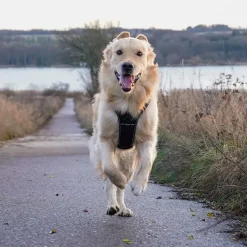 Hundeseler^TrueLove Outdoor Hundesele | OUTLET