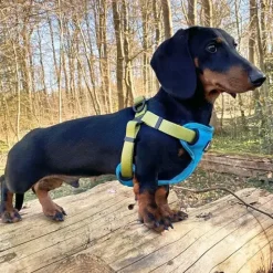 Hundeseler^TrueLove Step in sele | OUTLET