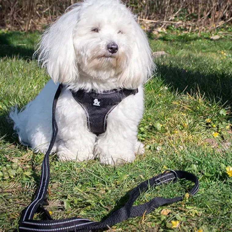 Hundeseler^TrueLove Step in sele | OUTLET