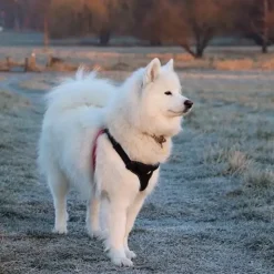 Hundeseler^TrueLove Step in sele | OUTLET