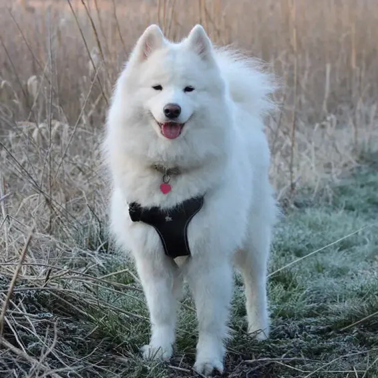 Hundeseler^TrueLove Step in sele | OUTLET