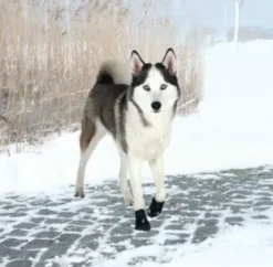 ❄️Klar Til Vintervejret|Efterårsklar^Trixie Walker Active Protective boots | hundestøvler 2 stk.