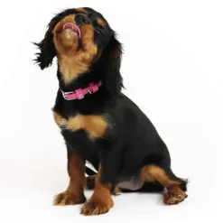 Hundehalsbånd^Collar/WauDog Waudog Rundsyet Læder Halsbånd