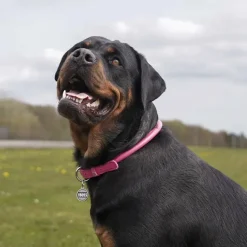 Hundehalsbånd^Collar/WauDog Waudog Rundsyet Læder Halsbånd