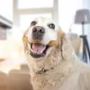 Hvalpegodbidder Og Gnaveben|Nytårskurven^Yaki dog snacks Yaki Tyggeben